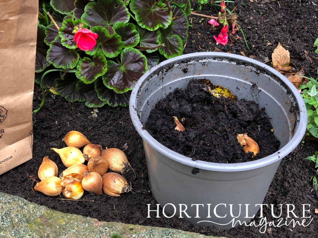 daffodil bulbs that have been planted in a large container positioned on a raised garden bed with a pile of daffodil bulbs next to it and flowering geraniums in the background