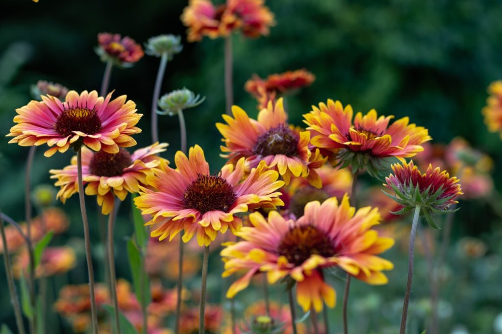 Gaillardia pulchella flowers with layered ombre red and yellow petals adorning a large red pistil