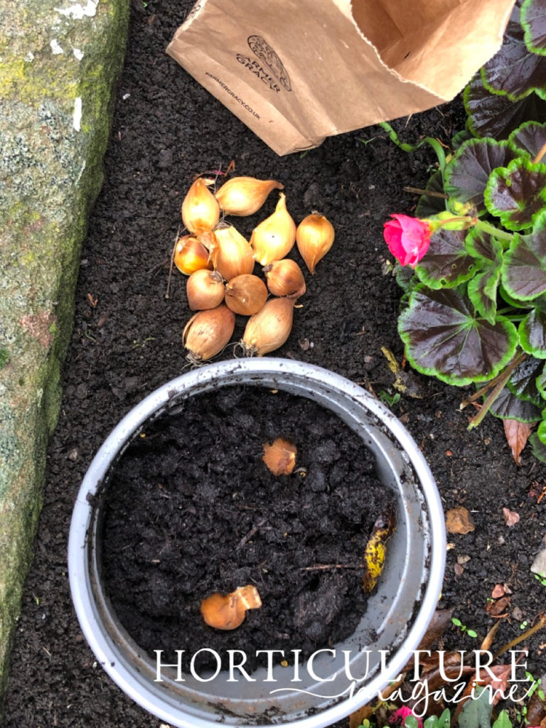 a pot that has freshly planted daffodil bulbs in it and a pile of bulbs next to it