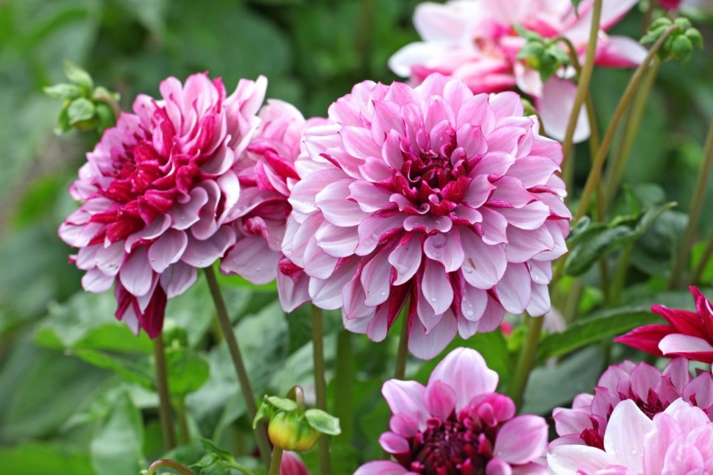 Dahlia ‘Creme de Cassis’ with ruffled pink petals atop tall thin stems