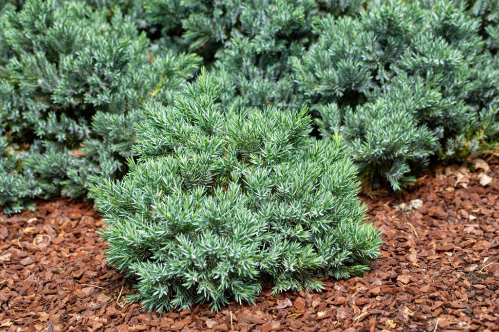 low-growing Juniperus squamata shrubs growing from a mulched garden bed