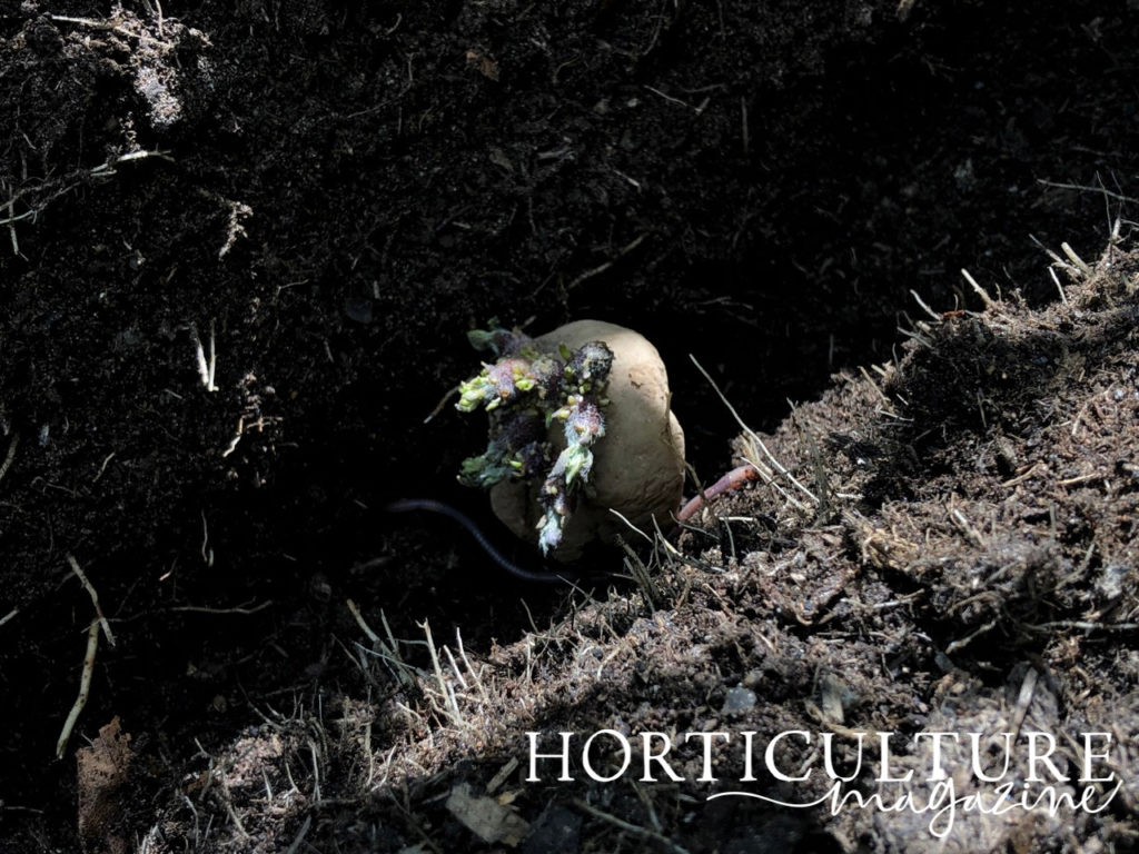 a potato tuber in a garden trench with several roots sprouting