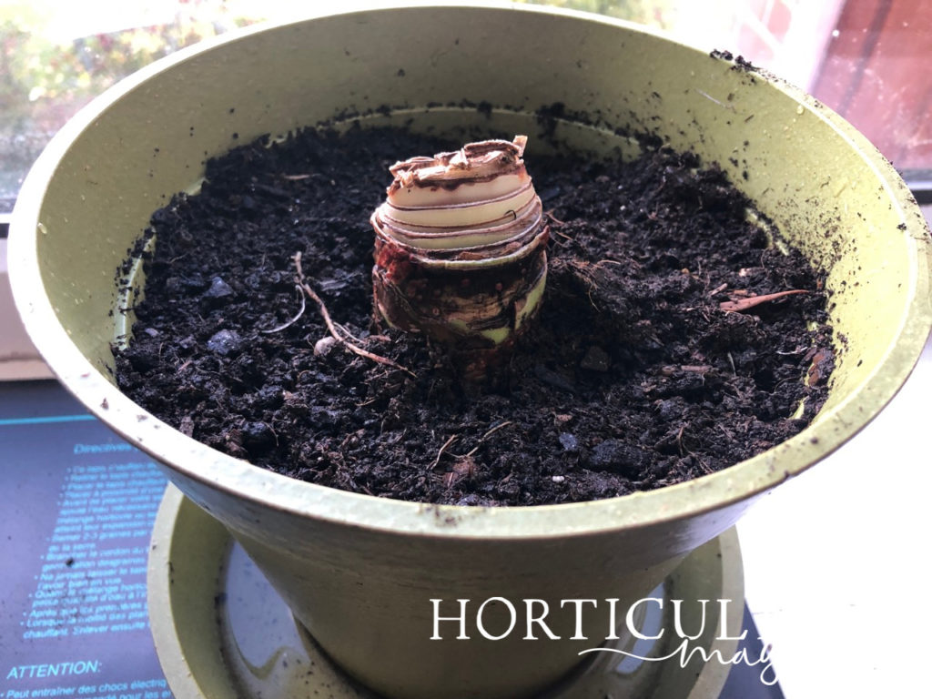 the top of an amaryllis bulb sprouting from the top of the compost it’s been planted in