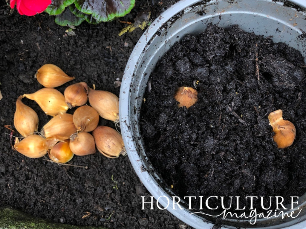 How To Plant Iris Bulbs In Containers at Leola Norberg blog