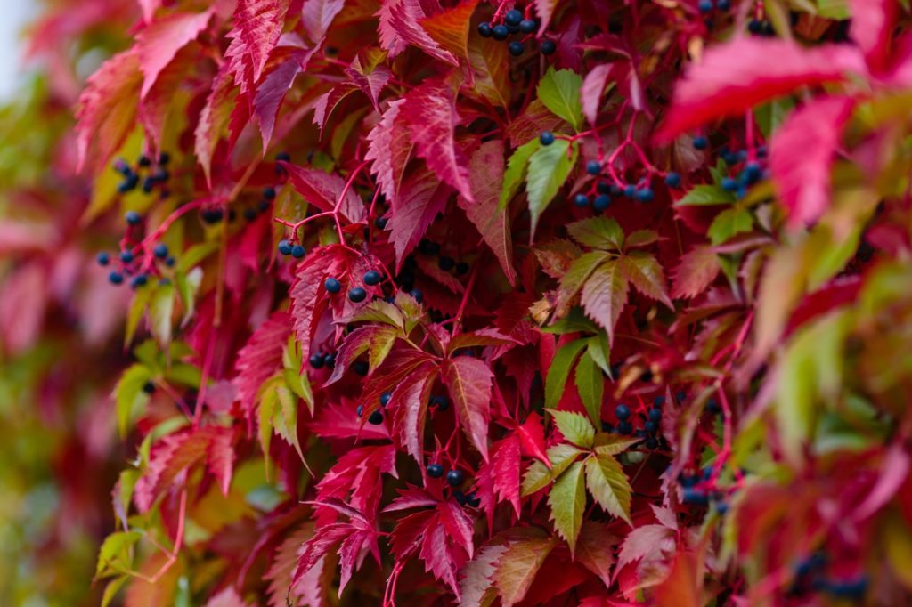 a Virginia creeper shrub with tiny blue berries and green and red leaves