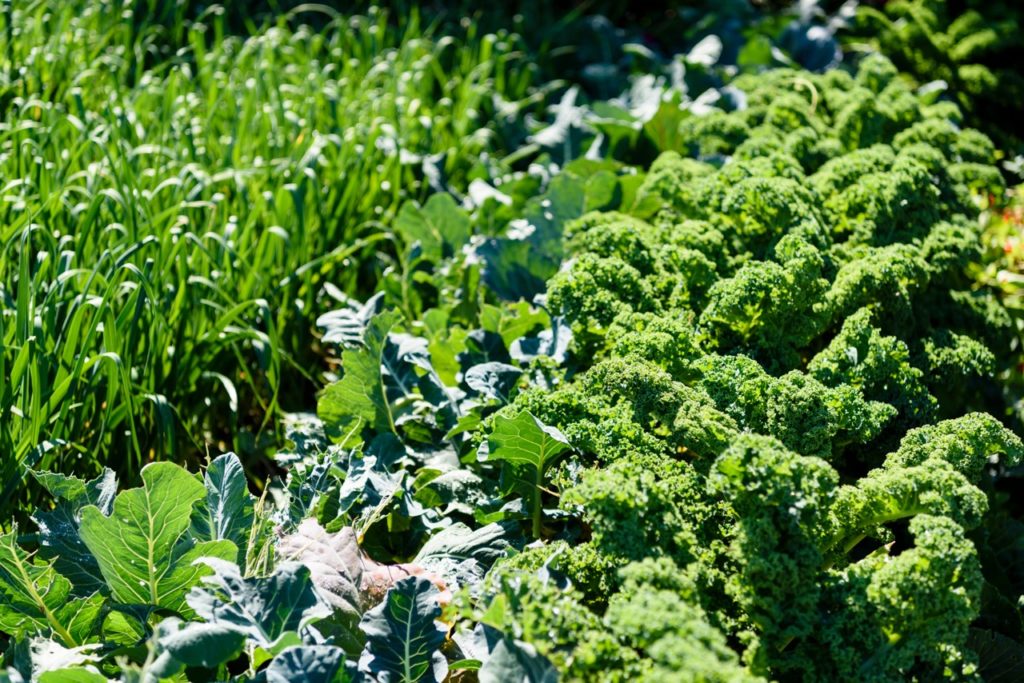 frilly kale plants growing with lettuce and onion plants in sunlit conditions