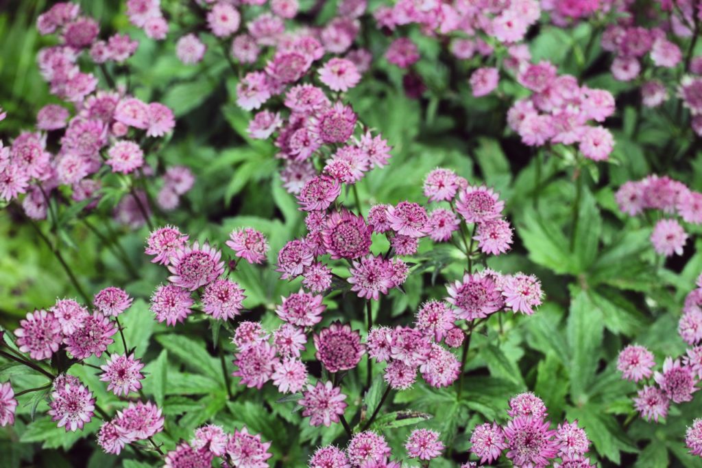 Astrantia masterwort major ‘Roma’ with lots of pink bracts surrounding tiny flowers