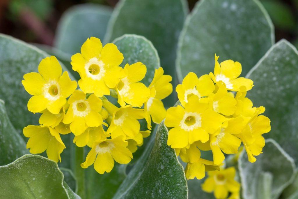 small yellow flowers from a bear’s ear plant with waxy green leaves