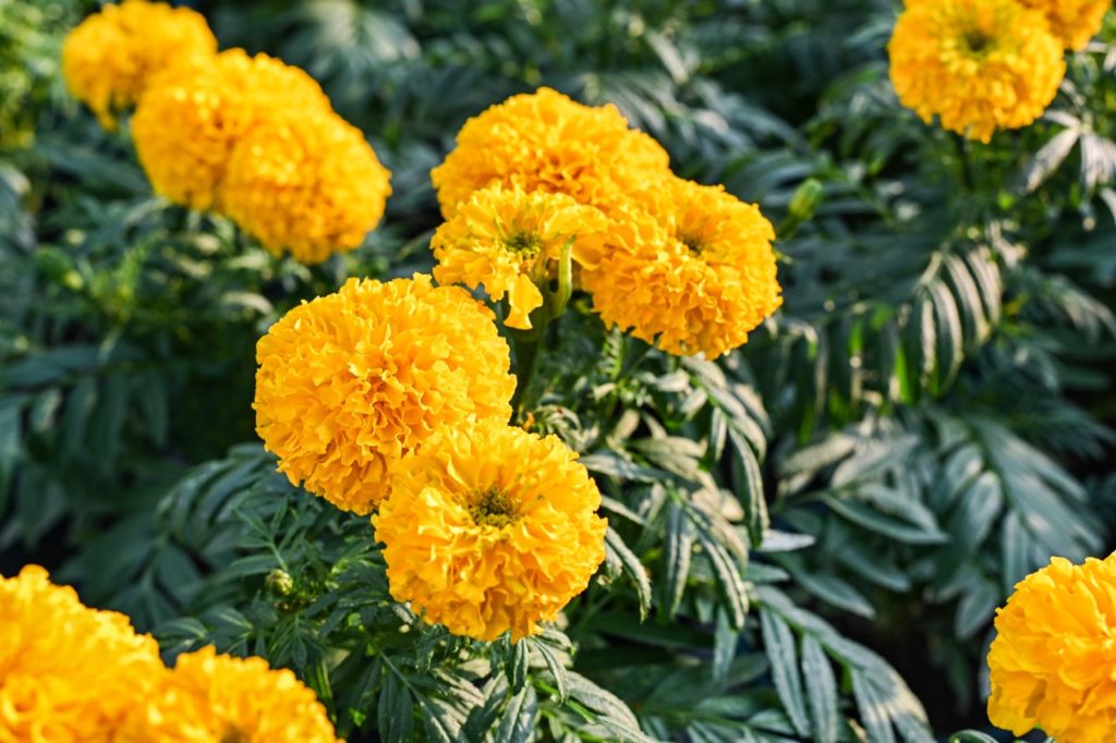 the ruffled orange flowers of African marigold plants with lanceolate serrated leaves