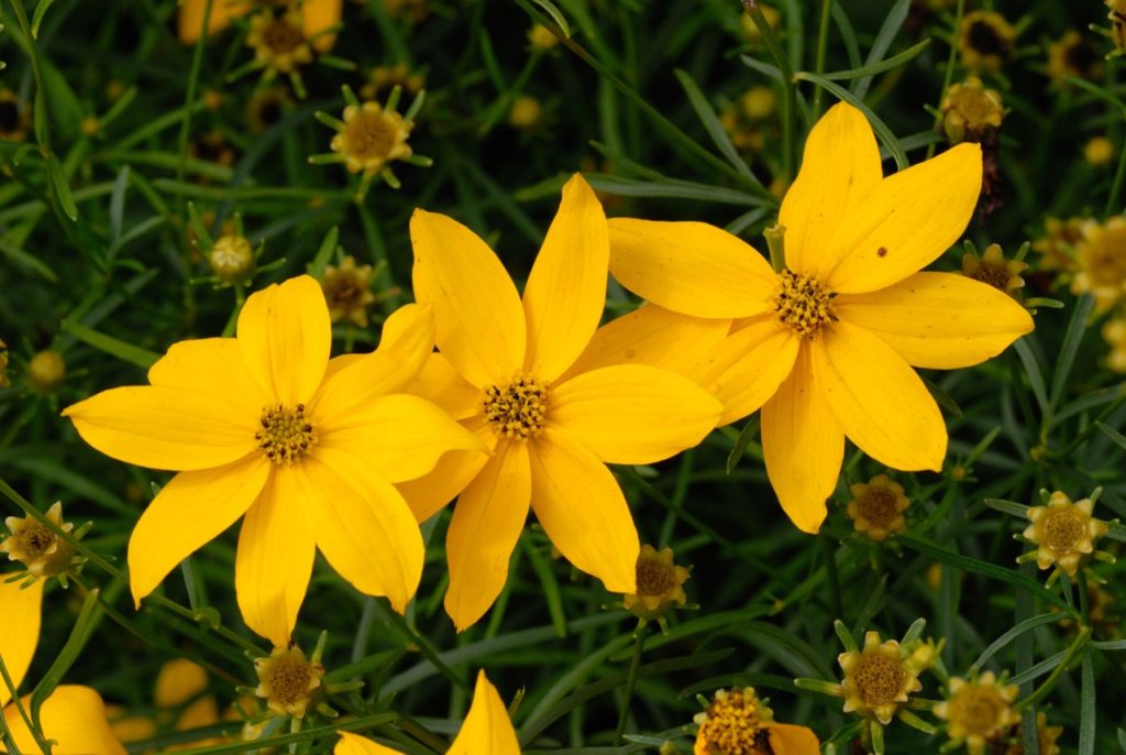 yellow flowering tickseed &lsquo;grandiflora&rsquo; with long thin dark green leaves