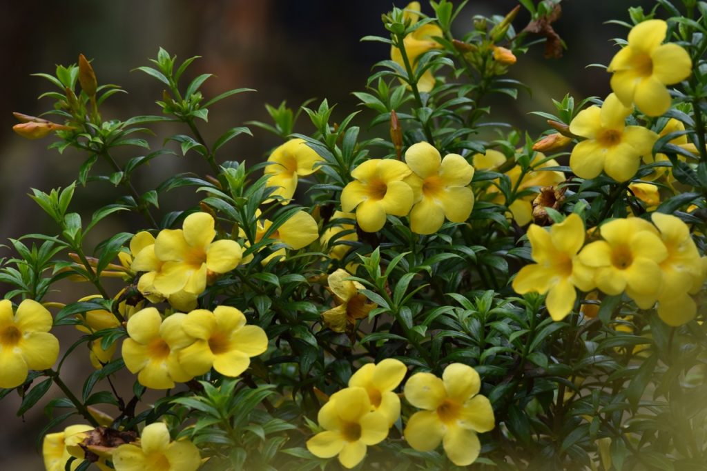 Gelsemium sempervirens shrub