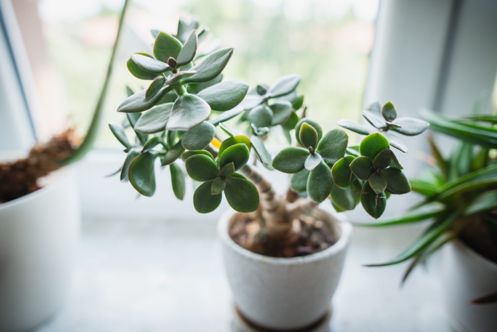 waxy green leaves from a jade plant growing in a pot on a bright windowsill