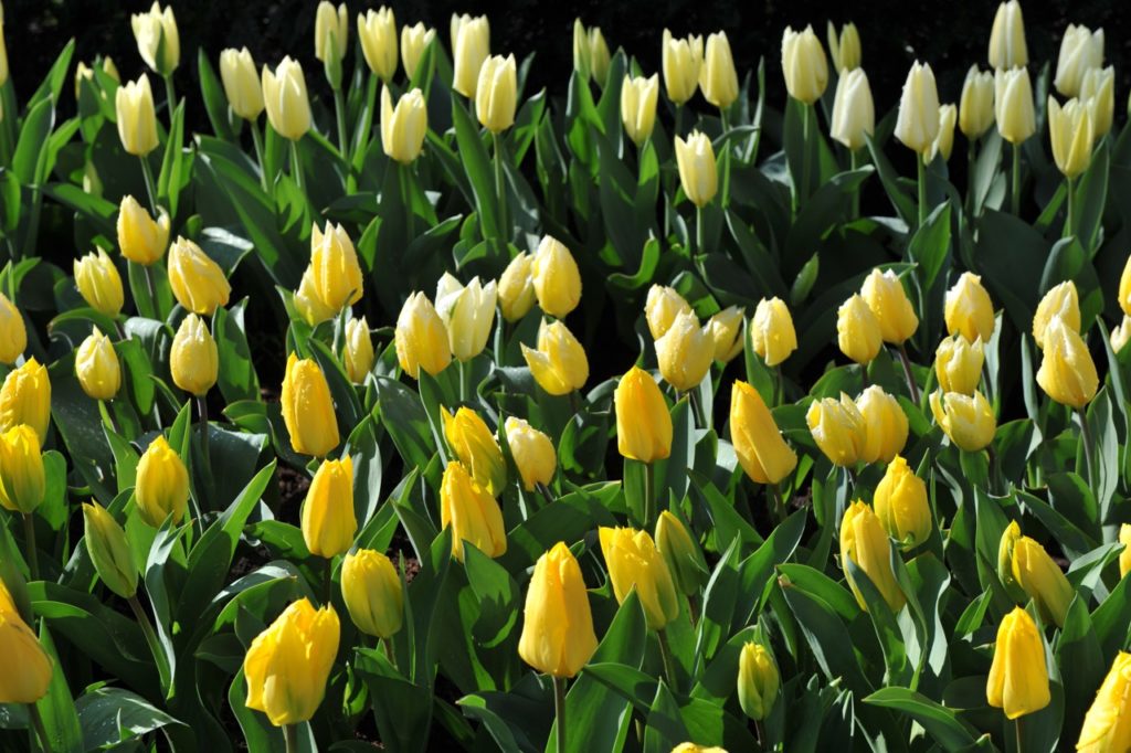 lots of gold coloured tulips growing in rows outside