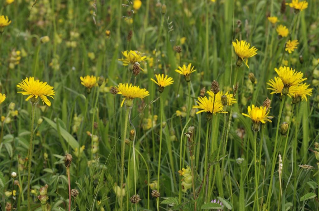 rough hawkbit flowers with frilly petals growing on tall stems in a grassy field with other weeds