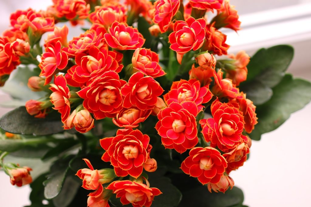 Kalanchoe blossfeldiana plant with red flowers and dark green leaves growing in a container