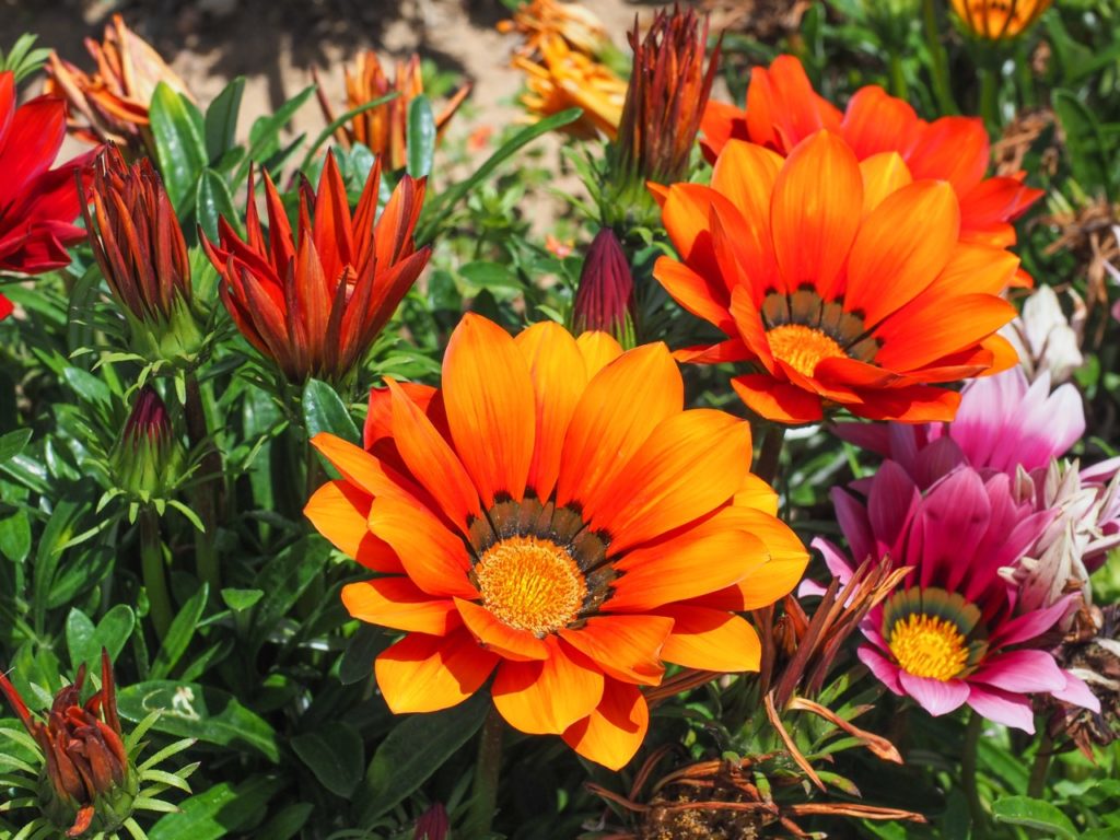 Gazania linearis plant with bright orange and purple flowers