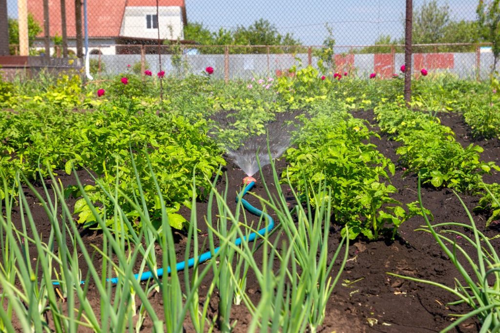 potato crops growing in rows being watered with a sprinkler system and onions growing in the foreground