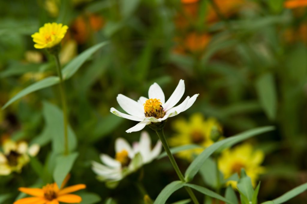 Zinnia &lsquo;profusion white&rsquo; with small white flowers and golden centres
