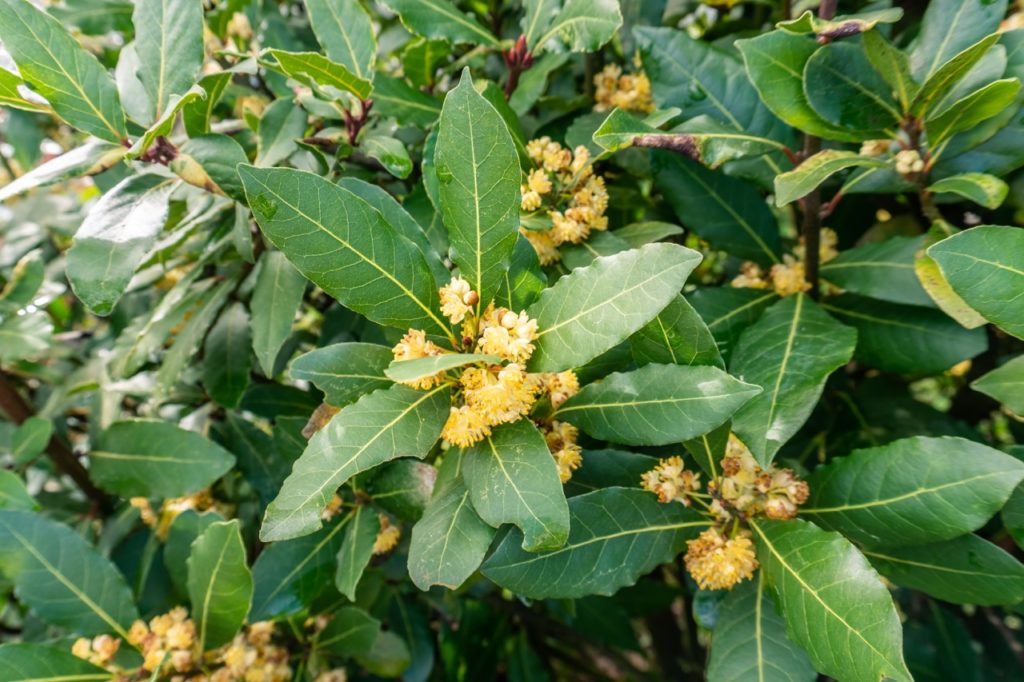 bay tree with clusters of creamy-yellow flowers