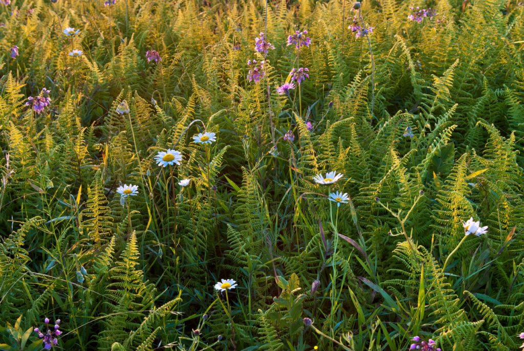 mountain chrysanthemum with white, daisy-like flowers growing in a field with wild onions that have purple flowers