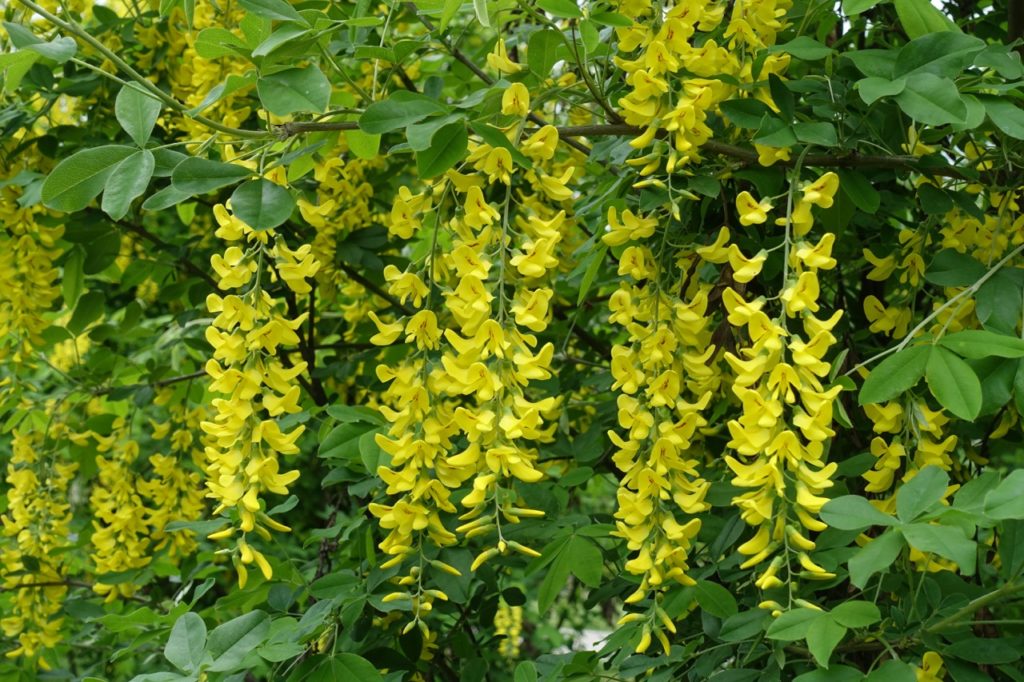 laburnum tree with oval leaves and cascading stems bearing frilly yellow flowers