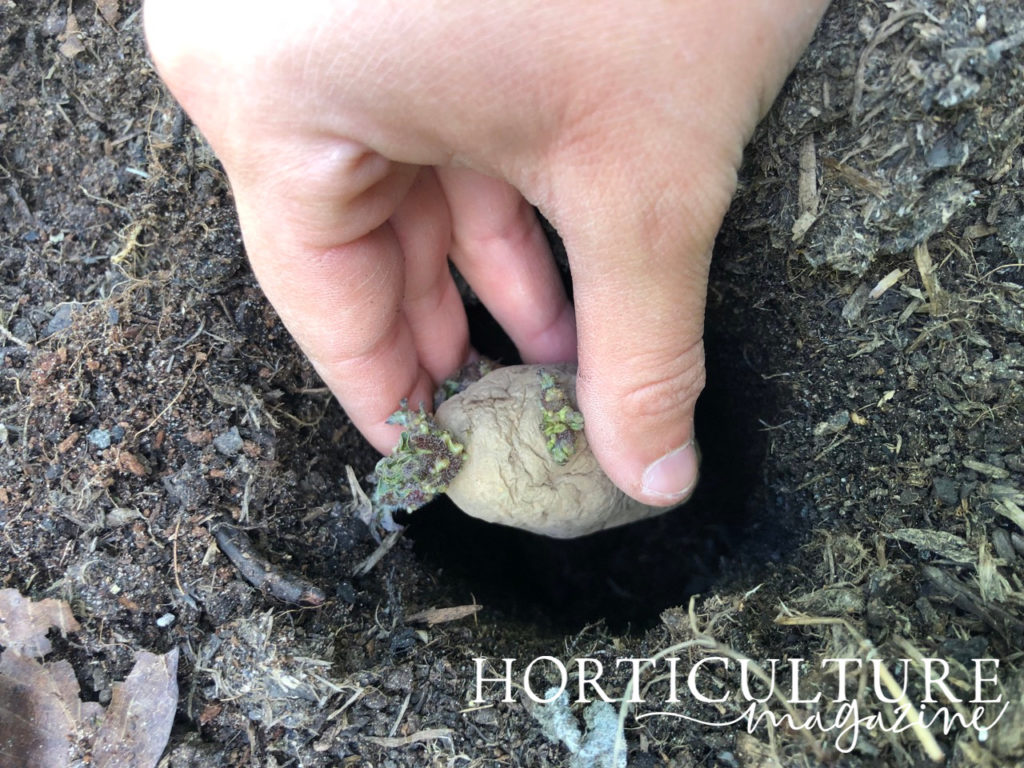 someone placing a potato tuber into a  prepared hole in the ground