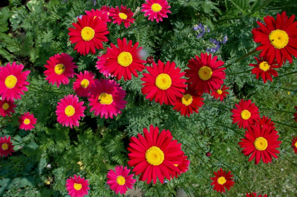 red and pink painted daisies with yellow centres growing on long stems