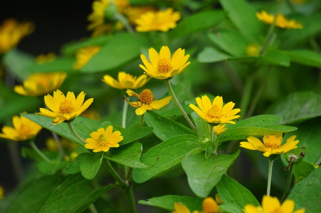 yellow daisy-like flowers from a butter daisy plant with oval green leaves