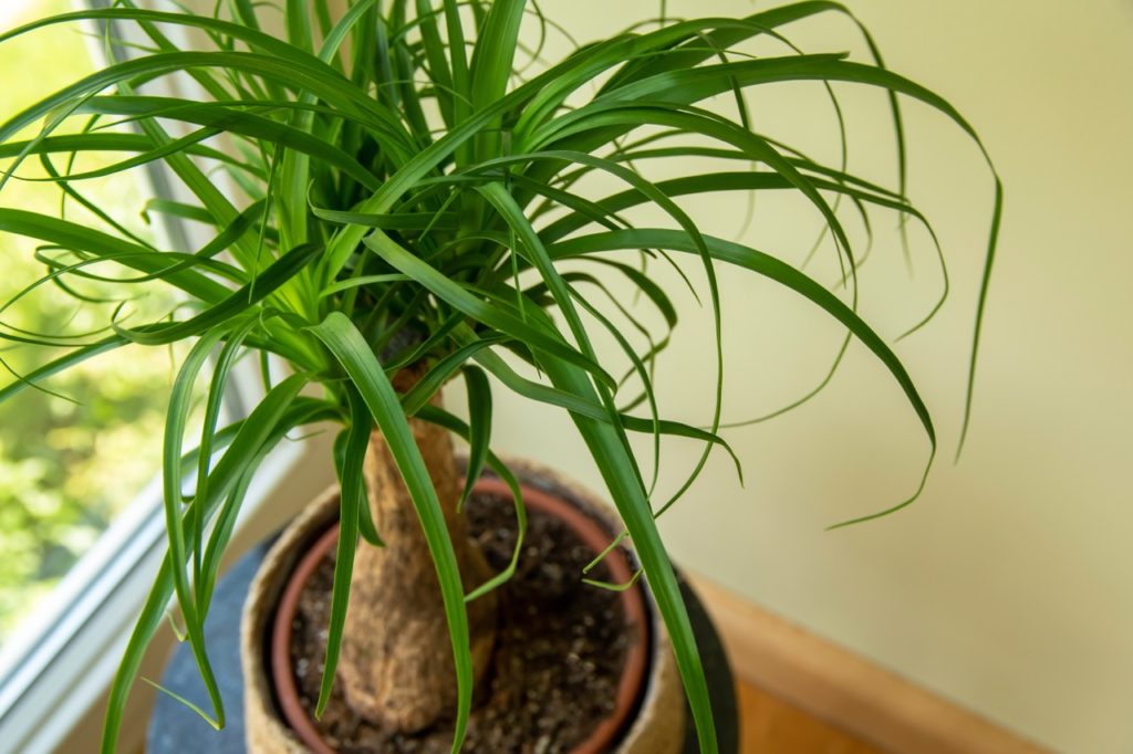 Beaucarnea recurvata growing in a container inside in front of a window and wall with frilly green leaves