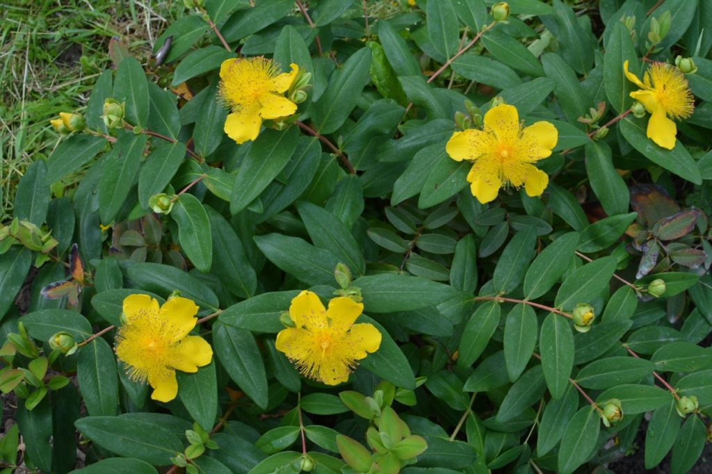 star-shaped yellow flowers and dark green foliage from a rose of Sharon shrub growing from grassy ground
