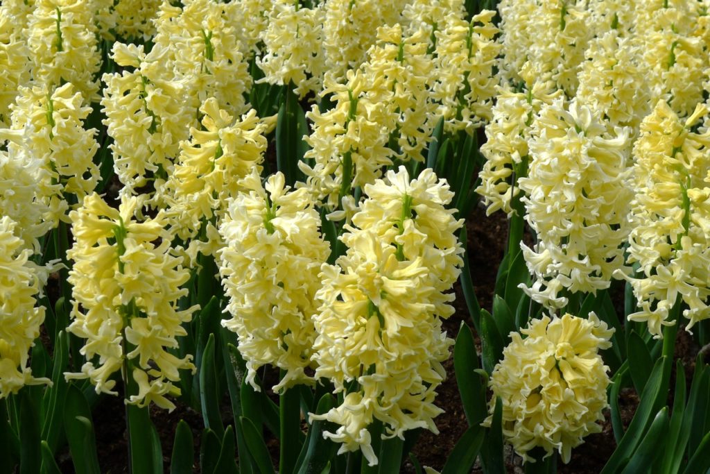 hyacinth ‘yellow queen’ with long, thin dark green leaves