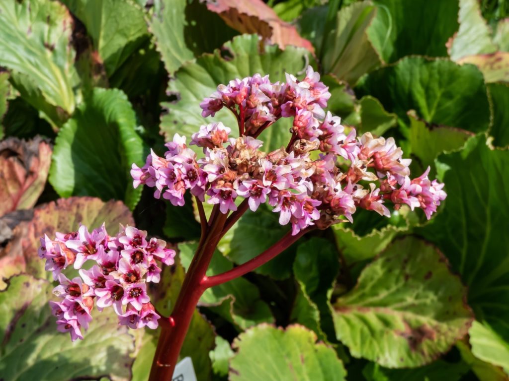 purple bergenia plant with pink trumpet-shaped flowers growing from a thick red stem in front of lots of large green leaves