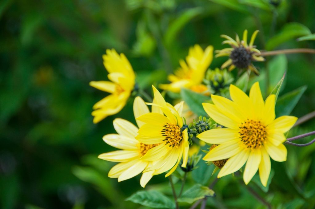yellow flowering heliopsis helianthoides &lsquo;limelight&rsquo; plant with small oval leaves