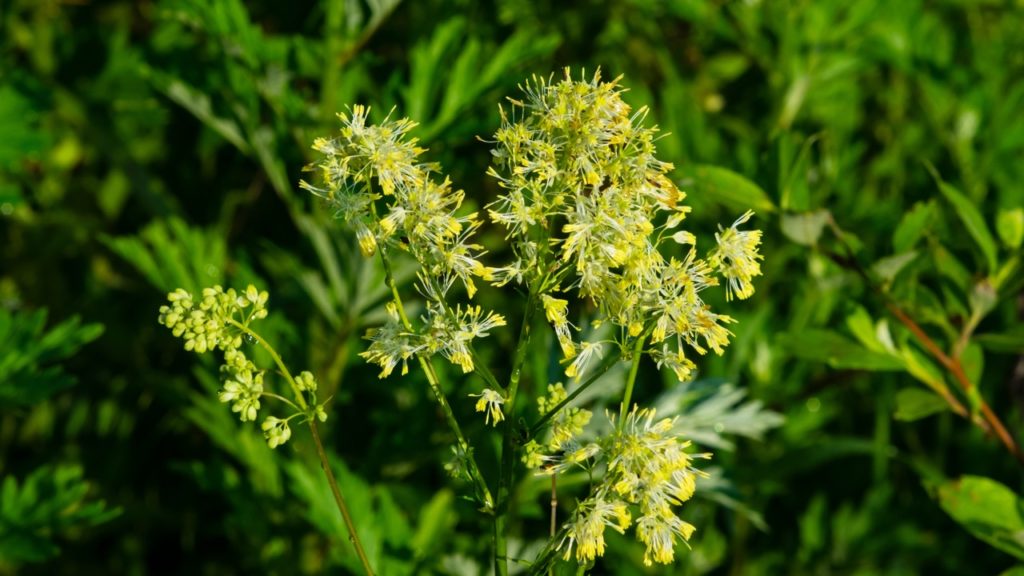 meadow rue shrub with tall stems bearing clusters of slender yellow flowers