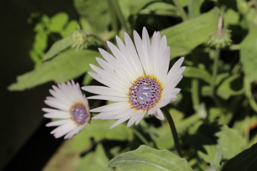 flowers from a curly leaf daisy shrub with white petals and purple centres