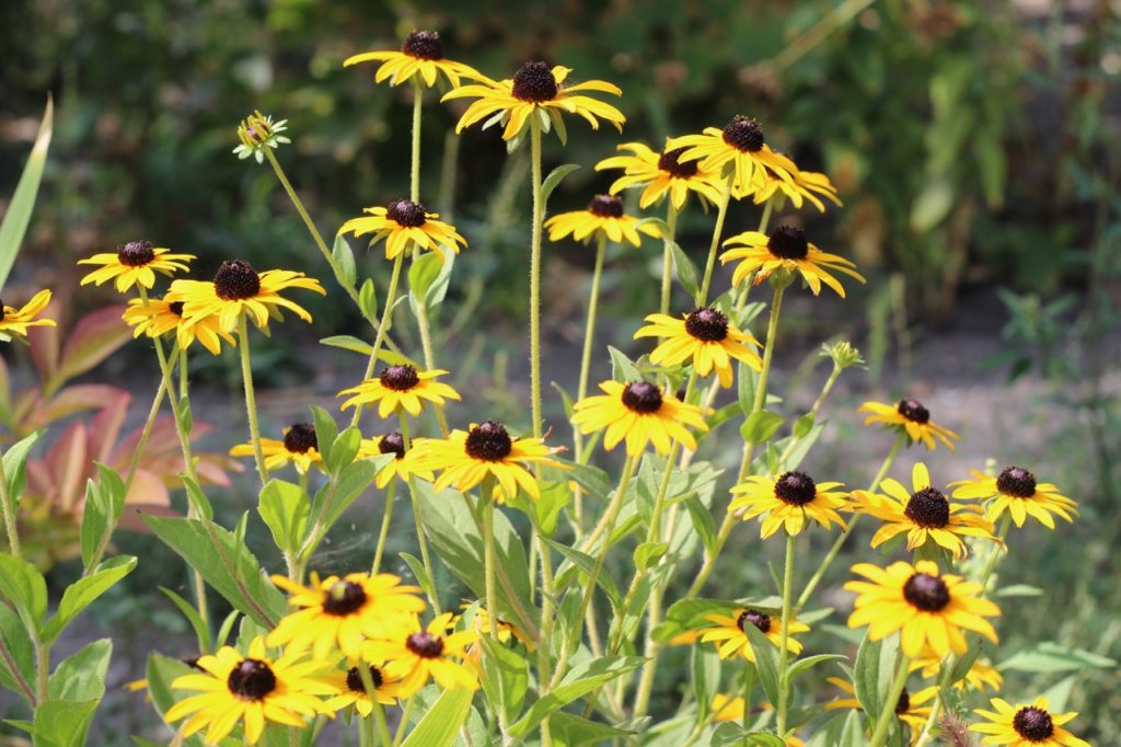 black-eyed Susan plants with daisy-like, yellow flowers and brown centres