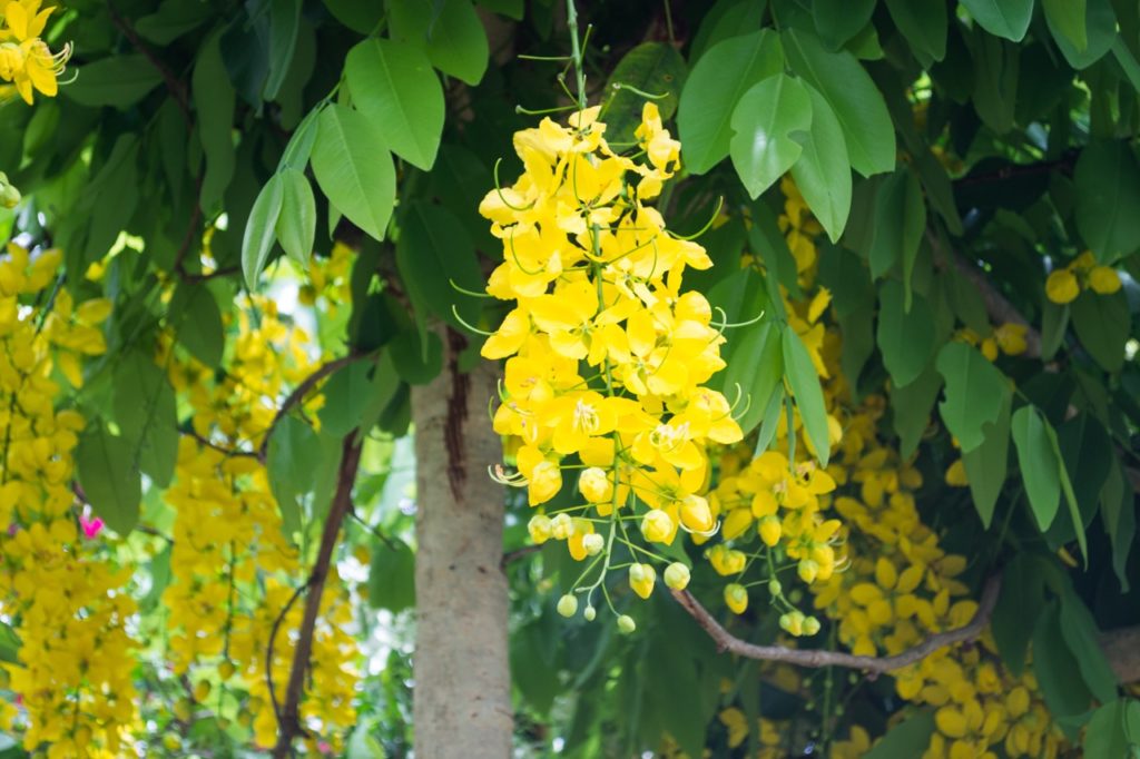 a cassia leptophylla tree with cascading branches bearing cup-shaped flowers and oval-shaped green leaves