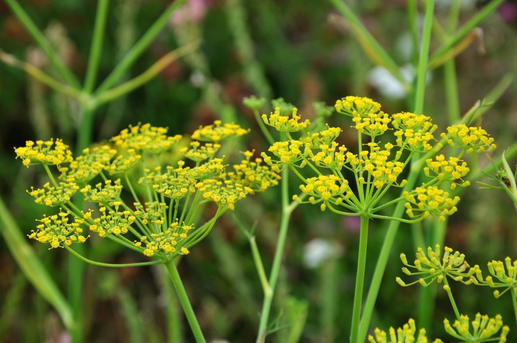 tiny golden flowering umbels growing on the tall stems of a fennel plant
