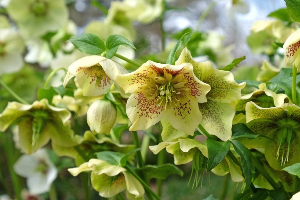 helleborus x hydridus ‘yellow lady’ with drooping creamy-yellow flowers that are flecked with red spots on the inside of its petals