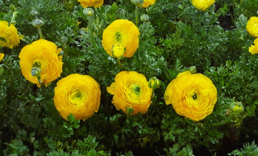ruffled, round blooms from a Persian buttercup ‘aviv yellow’ plant with curly leaves growing outside