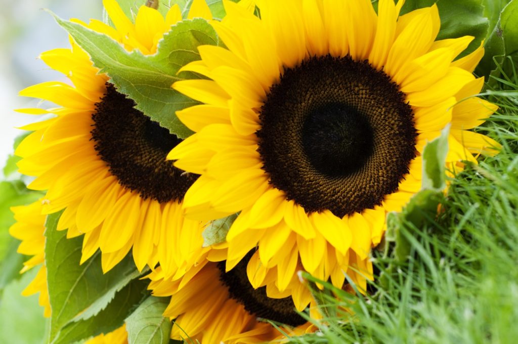 close-up of the flower heads from a sunflower plant