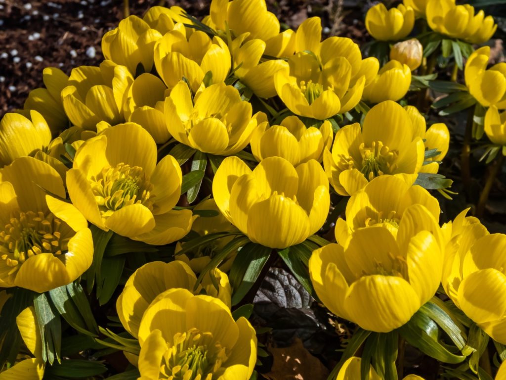 bowl-shaped yellow flowers from a winter aconite plant