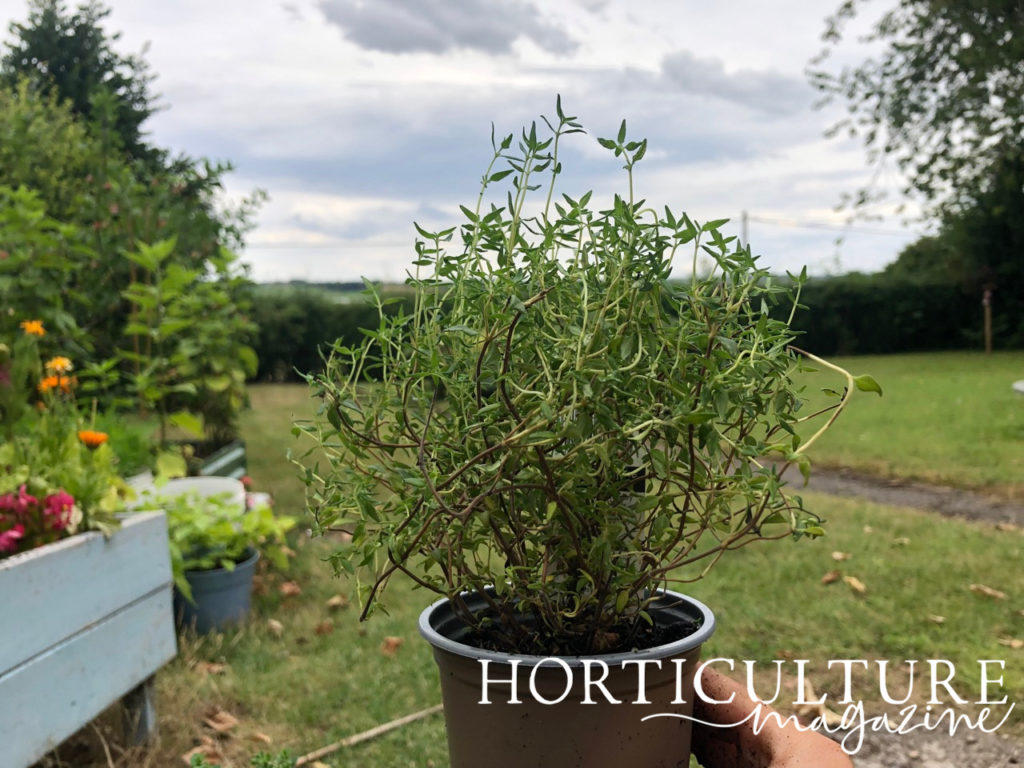 a thyme plant growing in a pot being held up in front of a garden