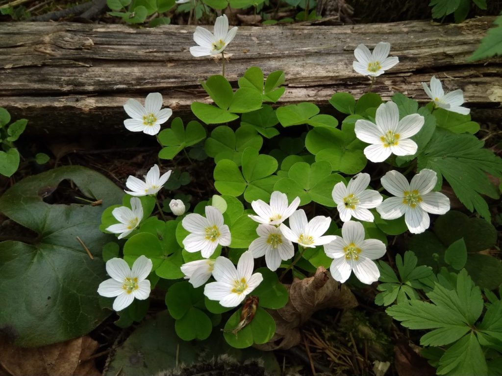 white flowering wood sorrel with clover-like green leaves growing from the ground around a wooden fence