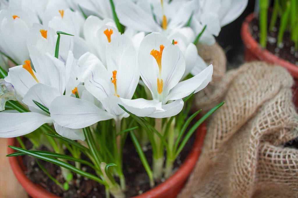 Planting & Growing Crocus In Pots Horticulture.co.uk