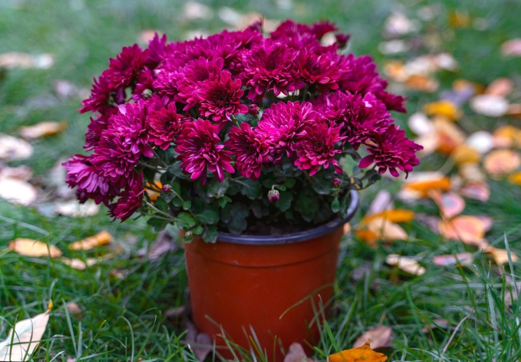 purple flowering chrysanthemums with dark green foliage growing in a pot on a grassy lawn outside