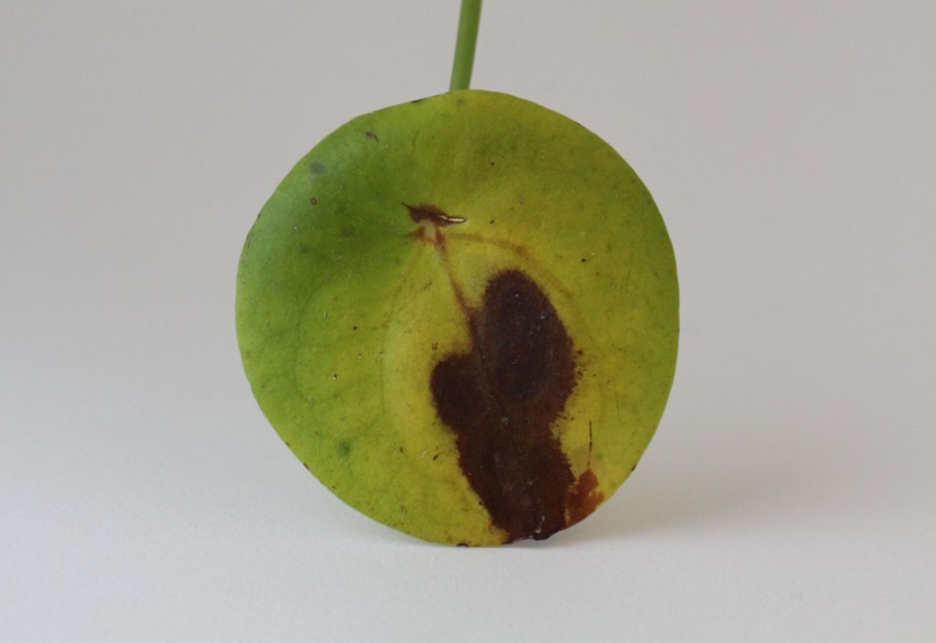 magnified view of a rounded green leaf from a Pilea peperomioides plant with yellowing and a dark brown patch