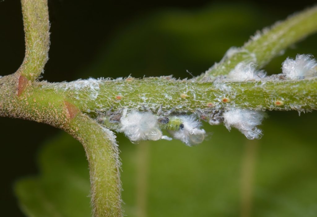 magnified view of a green stem on a tree covered in a white fluffy fur caused by woolly aphids