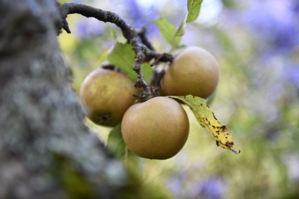 m. domestica &lsquo;egremont russet&rsquo; with green fruits and leaves that are starting to turn brown growing from a woody branch
