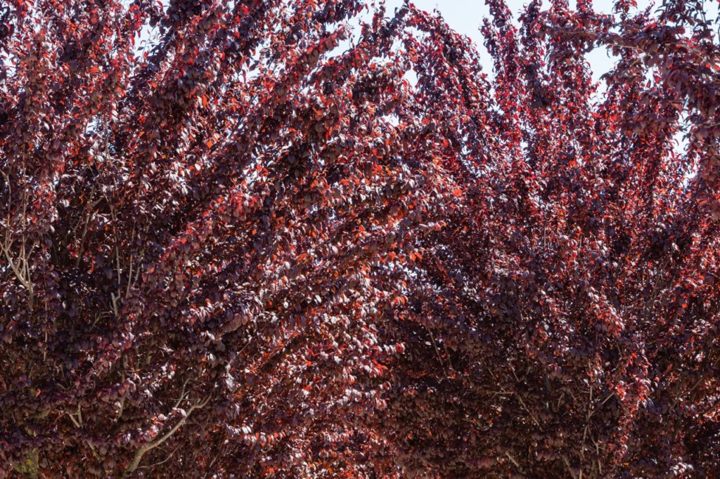 Prunus Cerasifera 'PurpleLeaf Plum Tree' Care Horticulture